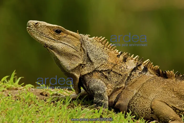 : Spiny-tailed Iguana : Spiny-tailed Iguana