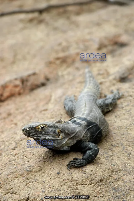 : Spiny-Tailed Iguana : Spiny-Tailed Iguana