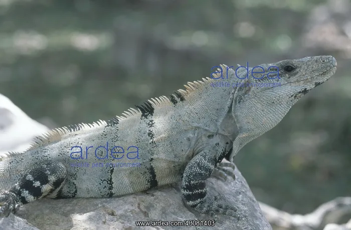 : Spiny-tailed Iguana : Spiny-tailed Iguana