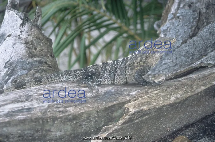 : Spiny-tailed Iguana : Spiny-tailed Iguana