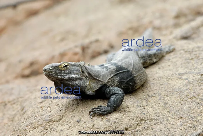 : Spiny-Tailed Iguana : Spiny-Tailed Iguana