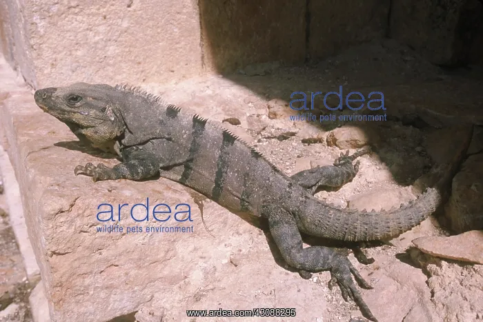 : Spiny-tailed Iguana : Spiny-tailed Iguana