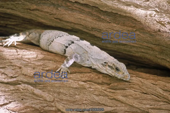 : Spiny-tailed Iguana : Spiny-tailed Iguana