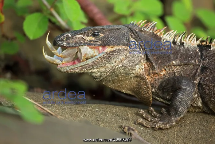 : Spiny-tailed Iguana / Black Ctenosaur - eating - Tropical dr : Spiny-tailed Iguana / Black Ctenosaur - eating - Tropical dr