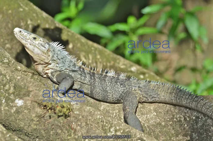 : Spiny-tailed Iguana; Black Iguana; Black Ctenosaur : Spiny-tailed Iguana; Black Iguana; Black Ctenosaur