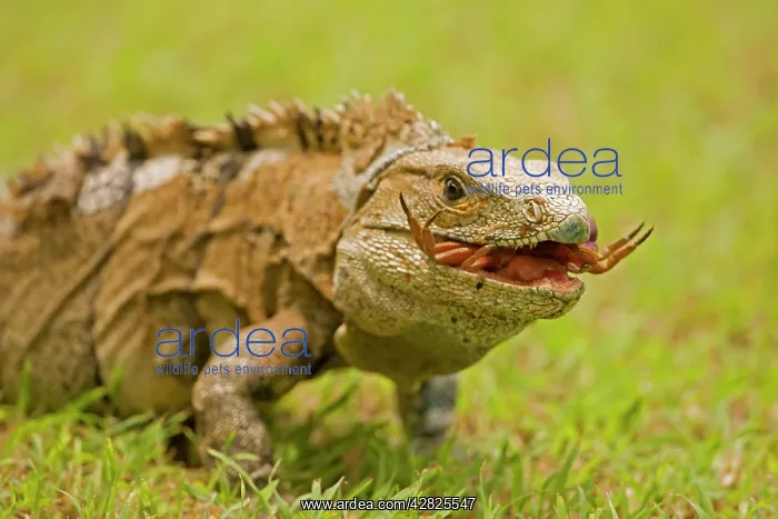 : Spiny-tailed Iguana - with crab prey : Spiny-tailed Iguana - with crab prey