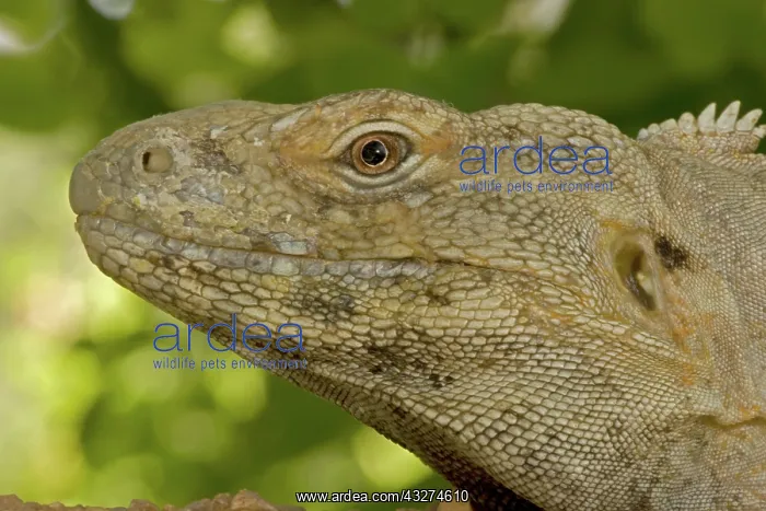: Spiny-Tailed Iguana (Ctenosaura hemilopha) - Native to Mexic : Spiny-Tailed Iguana (Ctenosaura hemilopha) - Native to Mexic
