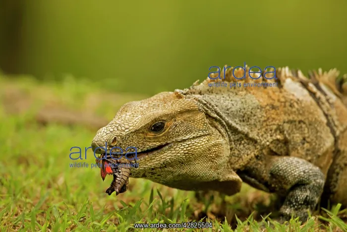 : Spiny-tailed Iguana - with prey : Spiny-tailed Iguana - with prey