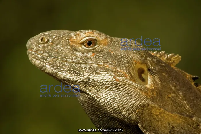 : Spiny-Tailed Iguana - showing ear : Spiny-Tailed Iguana - showing ear