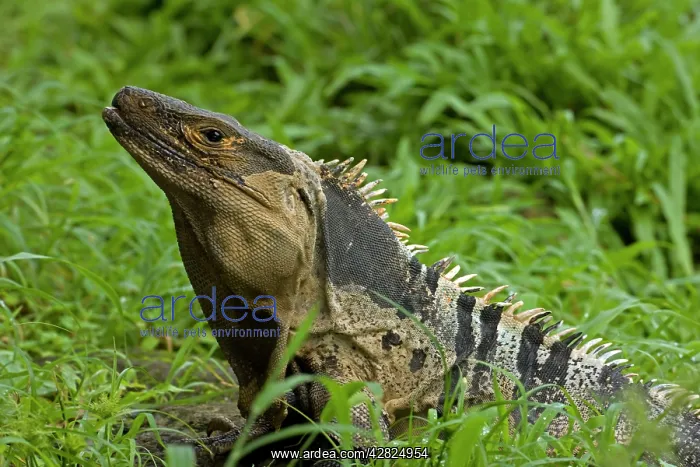 : Spiny-tailed Iguana - Tropical dry forest : Spiny-tailed Iguana - Tropical dry forest
