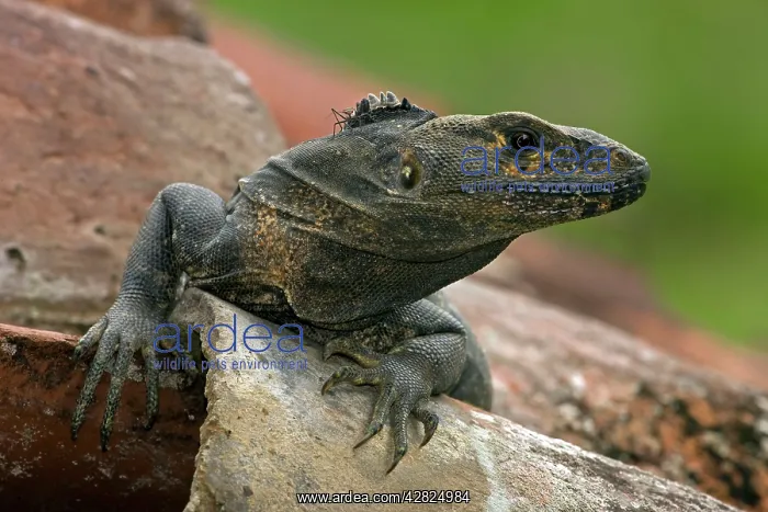 : Spiny-tailed Iguana - Tropical dry forest : Spiny-tailed Iguana - Tropical dry forest