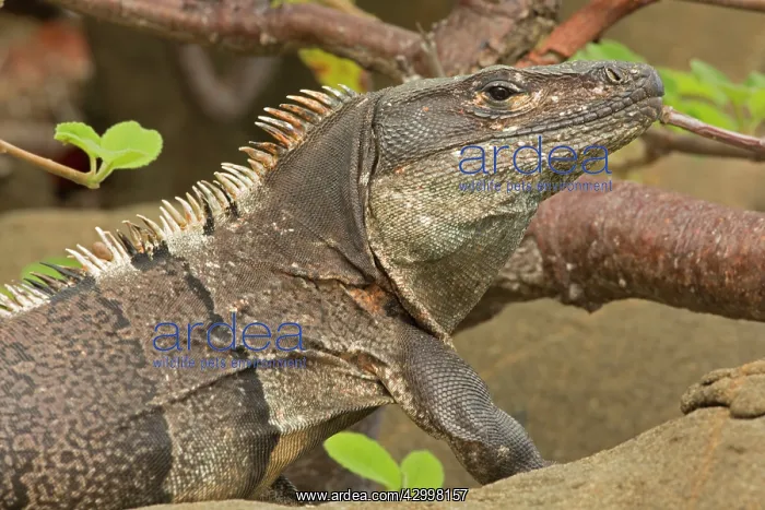 : Spiny-tailed Iguana - Tropical dry forest : Spiny-tailed Iguana - Tropical dry forest
