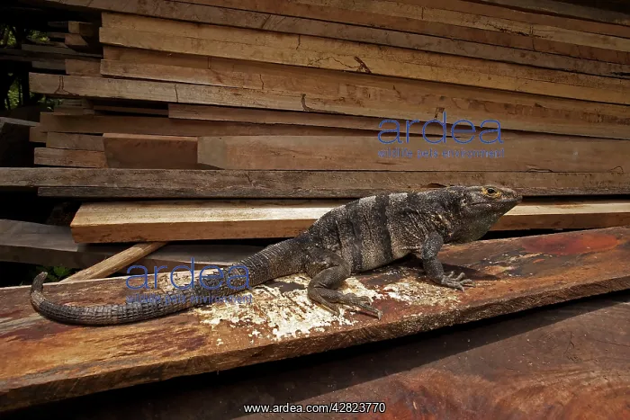  : Spiny-tailed Iguana - in wood pile