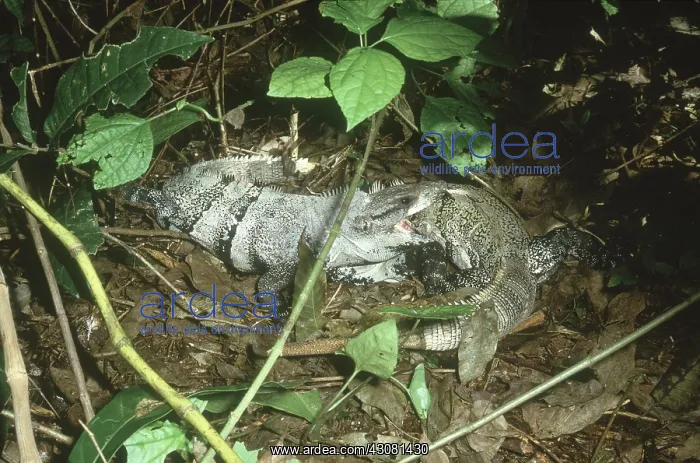 : Spiny-tailed Iguanas : Spiny-tailed Iguanas