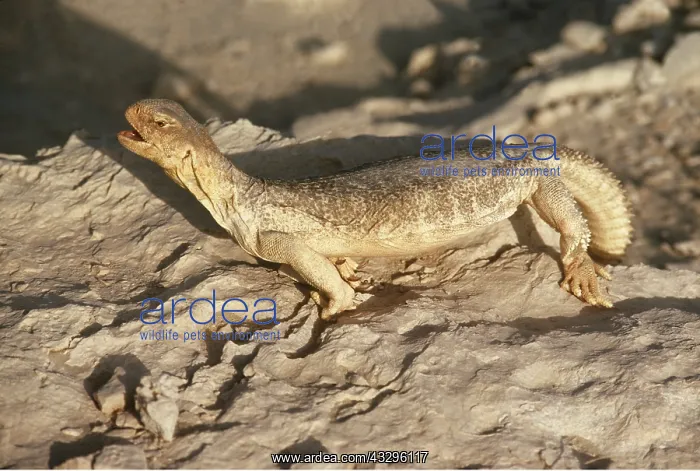 : SPINY-TAILED LIZARD : SPINY-TAILED LIZARD