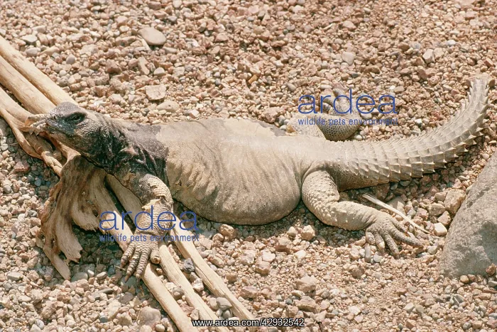 : Spiny-tailed Lizard - Mastigure : Spiny-tailed Lizard - Mastigure