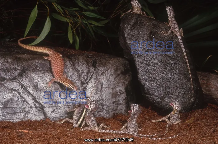 : Spiny-Tailed Monitor and Frilled Dragons : Spiny-Tailed Monitor and Frilled Dragons