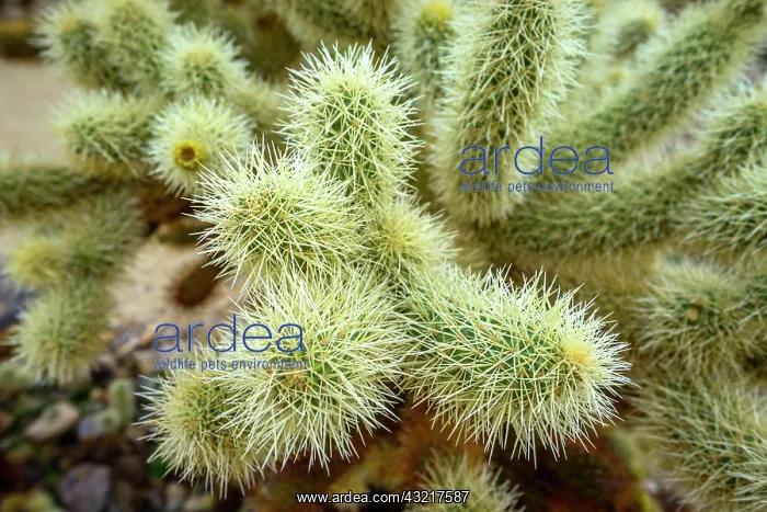 : Spiny Teddy-bear cholla (Cylindropuntia bigelovii) : Spiny Teddy-bear cholla (Cylindropuntia bigelovii)