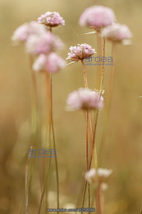 : Spiny Thrift - flowers in field - Donana National : Spiny Thrift - flowers in field - Donana National