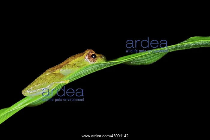 : Spiny-throated Reed Frog - male sitting on a leaf : Spiny-throated Reed Frog - male sitting on a leaf