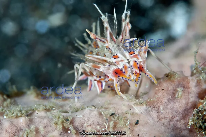 : Spiny Tiger Shrimp : Spiny Tiger Shrimp