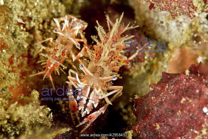 : Two Spiny Tiger Shrimps : Two Spiny Tiger Shrimps