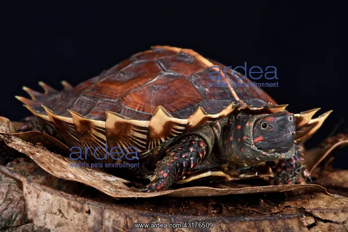  : Spiny turtle (Heosemys spinosa), Thailand