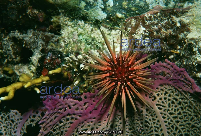 : SPINY URCHIN : SPINY URCHIN