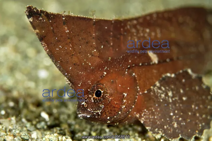 : Spiny Waspfish / Indian Ocean Waspfish : Spiny Waspfish / Indian Ocean Waspfish
