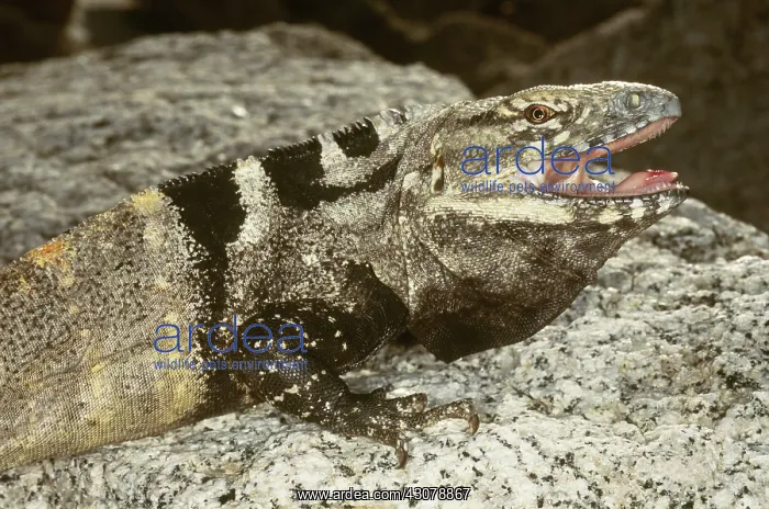 : Spinytail Iguana : Spinytail Iguana