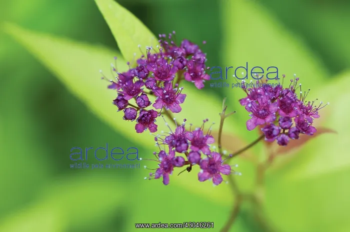 : Spiraea, Spiraea japonica Golden Sunrise : Spiraea, Spiraea japonica Golden Sunrise