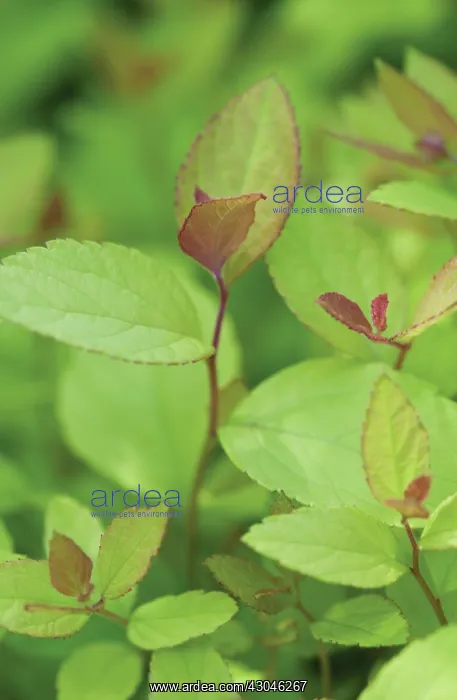 : Spiraea, Spiraea japonica Golden Sunrise : Spiraea, Spiraea japonica Golden Sunrise