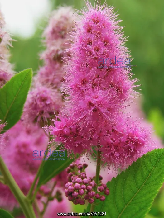 : Spiraea, Spiraea japonica : Spiraea, Spiraea japonica