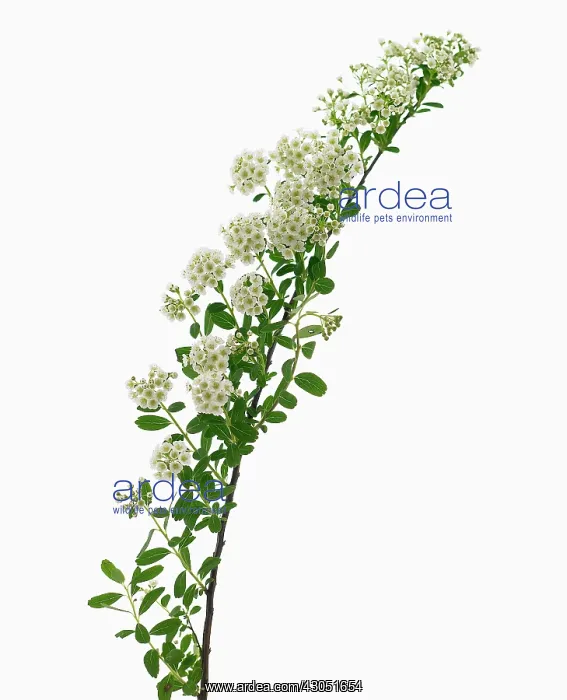 : Spiraea, Spiraea nipponica Snowmound : Spiraea, Spiraea nipponica Snowmound
