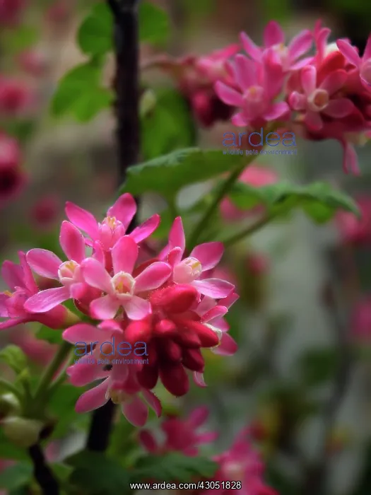 : Spiraea, Spiraea japonica : Spiraea, Spiraea japonica