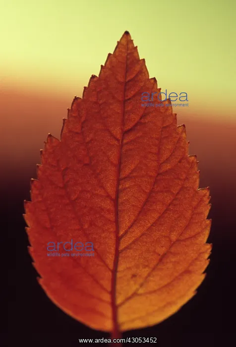 : Spiraea : Spiraea