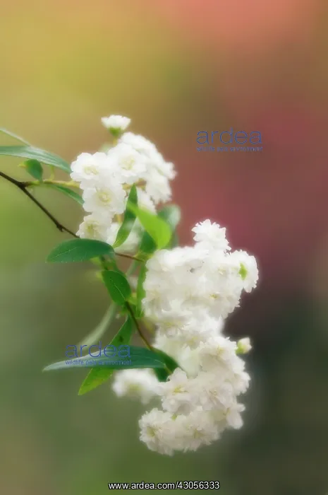 : Spiraea, Spiraea prunifolia : Spiraea, Spiraea prunifolia