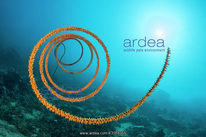 : Spiral wire coral (Cirrhipathes spiralis), in front : Spiral wire coral (Cirrhipathes spiralis), in front