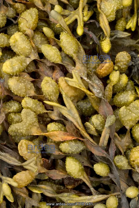 : Spiral wrack (Fucus spiralis) : Spiral wrack (Fucus spiralis)