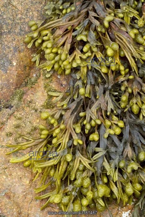 : Spiral wrack (Fucus spiralis) : Spiral wrack (Fucus spiralis)