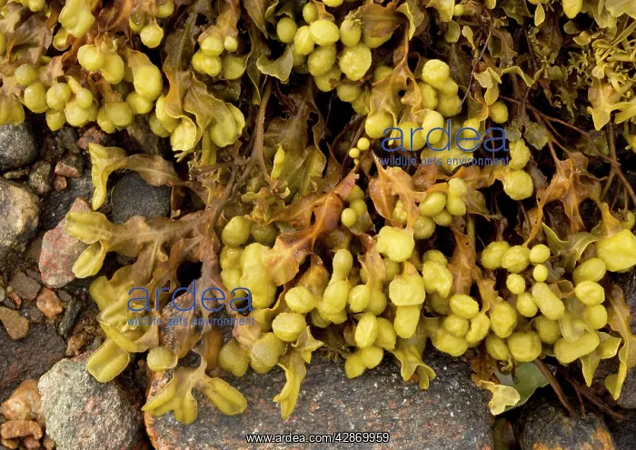 : Spiral Wrack Seaweed : Spiral Wrack Seaweed