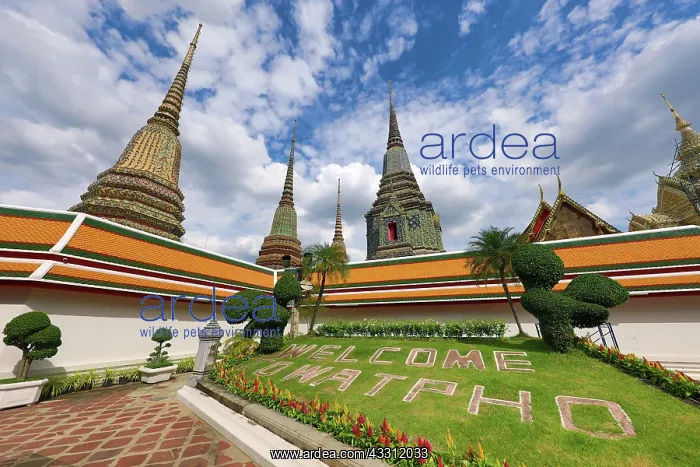  : Spires of Chedis at Wat Pho temple, Bangkok, Thailand