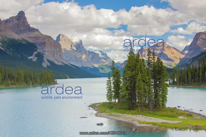 : Spirit Island in Maligne Lake in front of mountainscape : Spirit Island in Maligne Lake in front of mountainscape