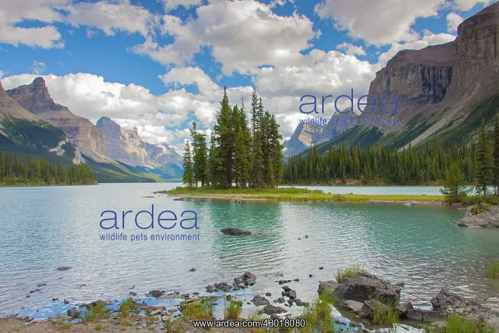 : Spirit Island in Maligne Lake in front of mountainscape : Spirit Island in Maligne Lake in front of mountainscape