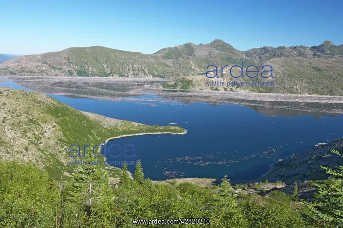 : Spirit Lake choked with dead timber as a result : Spirit Lake choked with dead timber as a result