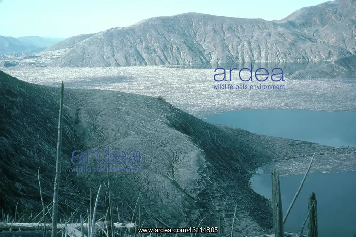 : Spirit Lake with Debris from Mount St. Helens Eruption : Spirit Lake with Debris from Mount St. Helens Eruption