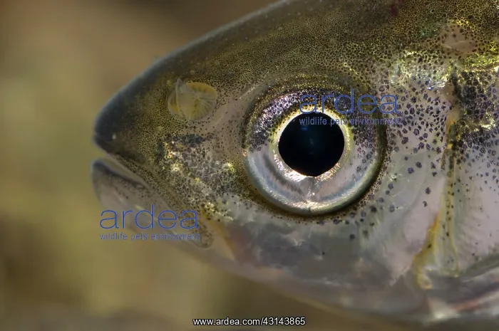 : Spirlin (Alburnoides bipunctatus) portrait : Spirlin (Alburnoides bipunctatus) portrait