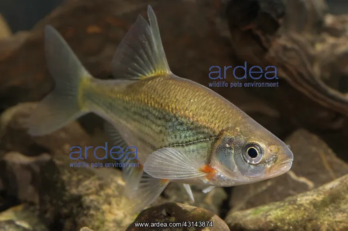 : Spirlin (Alburnoides bipunctatus) : Spirlin (Alburnoides bipunctatus)
