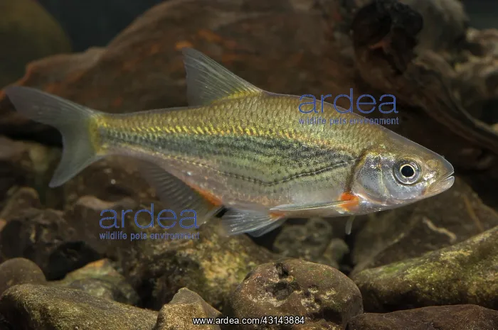 : Spirlin (Alburnoides bipunctatus) : Spirlin (Alburnoides bipunctatus)