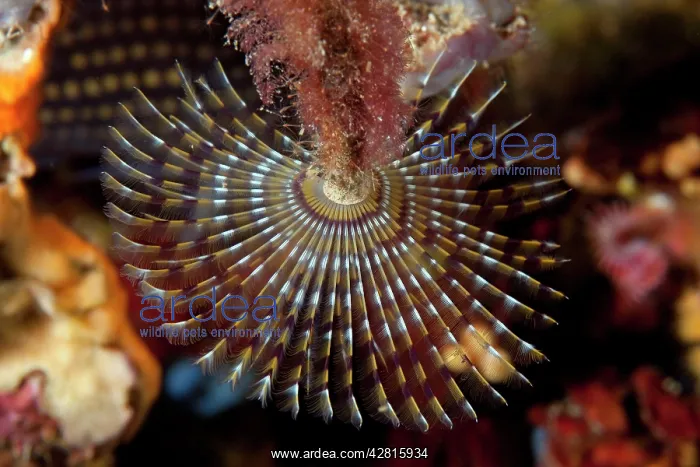 : Spirograph worm, Sabella spallanzani, Ischia Island, Italy : Spirograph worm, Sabella spallanzani, Ischia Island, Italy